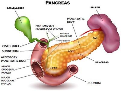 Pancreas—Its Functions, Disorders, and Physiological Impact on the Mammals’ Organism